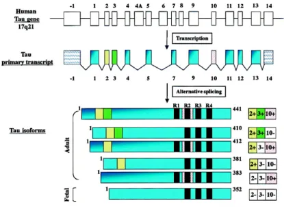 Figure  3 :  Représentation  schématique  de  la  structure  de  la  protéine  Tau  et  épissage  alternatif de l’ARNm aboutissant aux 6 isoformes (Luc Buée, 2000) 