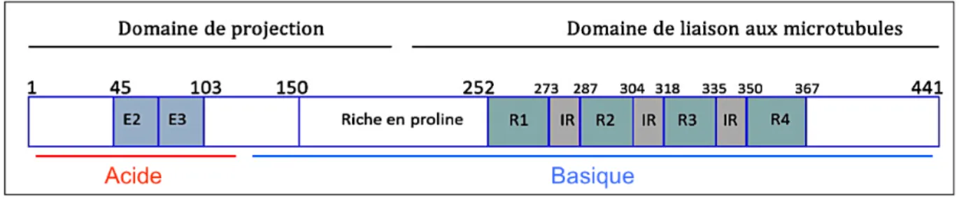 Figure  4 :  Représentation  schématique  des  différents  domaines  de  l’isoforme  2N4R