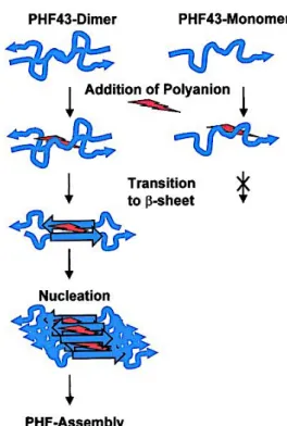 Figure 12 : Représentation schématique du modèle d’agrégation de la protéine Tau induite et  catalysée par l’utilisation de polyanions (von Bergen et al., 2000)