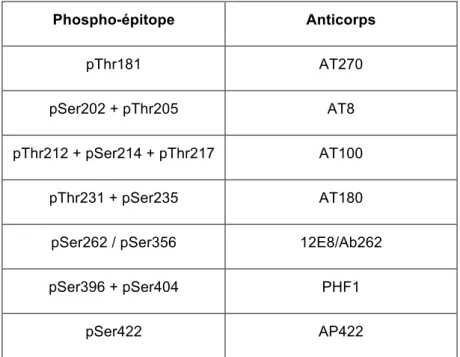 Tableau  1 :  Liste  non-exhaustive  des  sites  de  phosphorylation  identifiés  par  Hanger  et  collaborateurs (Hanger et al., 1998) et phospho-épitopes correspondants
