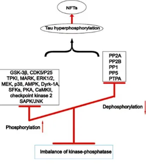 Figure 20 : Représentation schématique du déséquilibre en activités kinases et phosphatases  aboutissant à l’hyperphosphorylation de Tau et à la formation des PHFs (Wainaina et al., 2014)