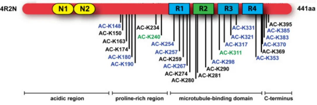 Figure 21 : Représentation schématique de la protéine Tau acétylée in vitro par CBP et p300  (noir), uniquement CBP (vert) et uniquement p300 (bleu)