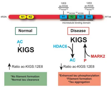 Figure 26 : Schéma résumant le rôle joué par HDAC6 dans la déacétylation des motifs KXGS  et dans la « pseudo-compétition » entre acétylation et phosphorylation pouvant aboutir à la pathologie  (Cook et al., 2014b)