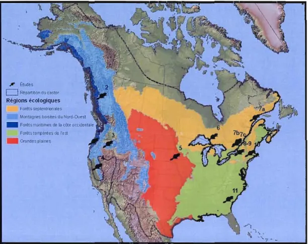 Figure  1.1.  Aire  de  répaItition  du  castor  (Castor  canadensis  Khul)  en  Amérique  du  Nord  (Patterson  et  al.,  2007)  et  localisation  des  principales  études  de  modélisation  de  l'habitat  du  castor(tableau  1.1),  selon  les  régions  é