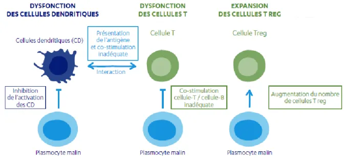 Figure 5 : Dérégulation du système immunitaire induite par les plasmocytes anormaux (19,25) 