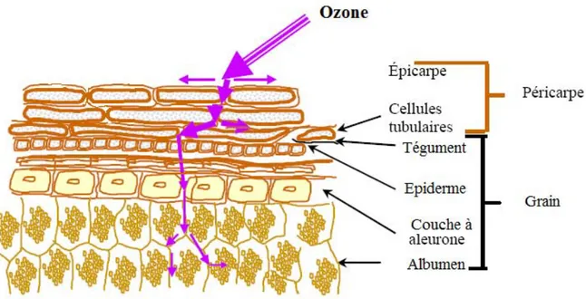 Figure I-23: Transfert de l'ozone dans le grain de blé selon Feillet [Feillet, 2000] 