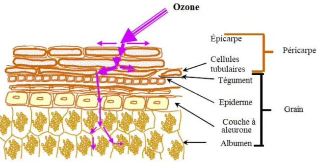 Figure I-23: Transfert de l'ozone dans le grain de blé selon Feillet [Feillet, 2000] 
