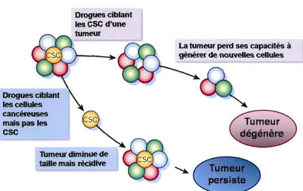 Figure  4:  Cibler  les  cellules  souches  cancéreuses  pour  de  meilleurs  pronostics  en  clinique