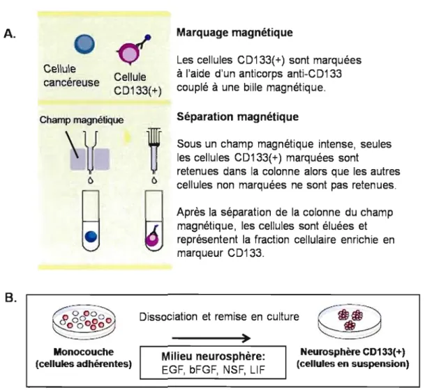 Figure 6 : Deux techniques d'enrichissement de cellules CD133(+). A)  La  technique de tri  cellulaire implique l'incubation de  la population cellulaire totale avec un anticorps CD133(+)  couplé  à  une  bille  magnétique