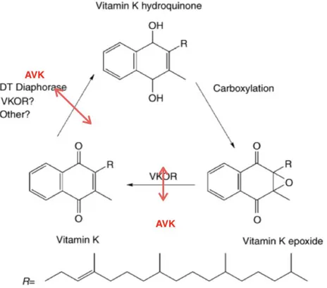 Figure 1 Le cycle de la vitamine K dans l'hépatocyte (d’après [4,5]) 