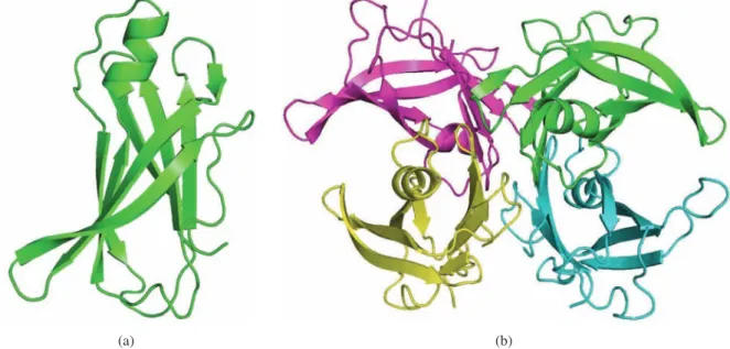 Figure 2.4: Structure of human transthyretin complex: (a) Tertiary Structure - One subunit, (b) Quaternary Structure - Four subunits