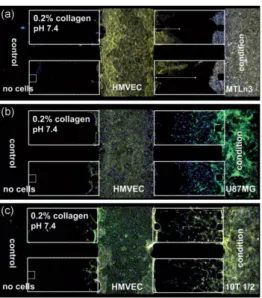 Fig. 1-14: The coculture of different types of cells induces different pattern of migration  [75] 