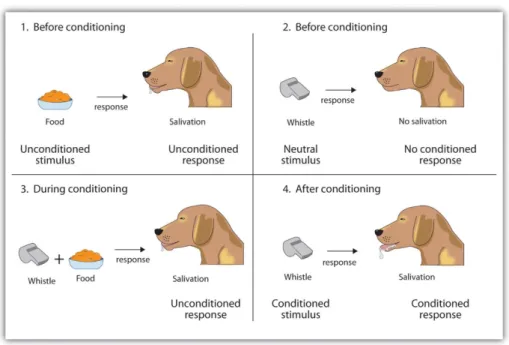 Figure 2 : Conditionnement pavlovien classique(33)