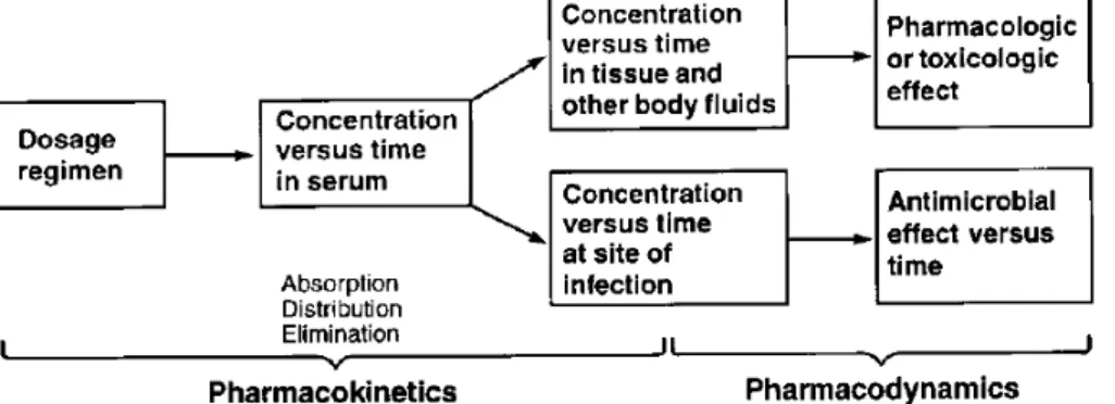 Figure 6 : Relations PK/PD des antibiotiques