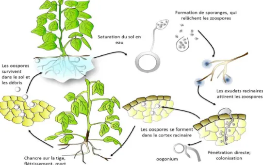 Figure 2 : Cycle d'infection de Phytophthora sojae. 