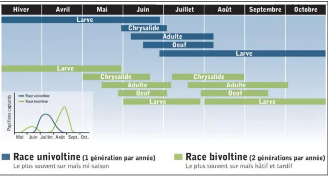 Figure 2: Calendrier des populations des races univoltine et bivoltine de la pyrale du maïs  au Québec (Jean et Boisclair, 2009)