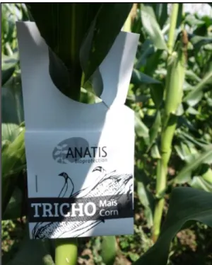 Figure 9: Trichocartes d'Anatis Bioprotection installée à l’aisselle d’une feuille d’un plant de  maïs sucré (Source: Ariane Dionne).