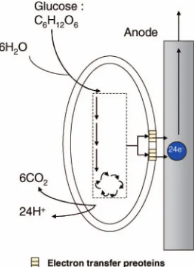 Figure 2. Indirect electron transfer via an electrochemical mediator that plays the role of ﬁnal electron acceptor for bacteria and which transmits electrons reacting on the anode surface