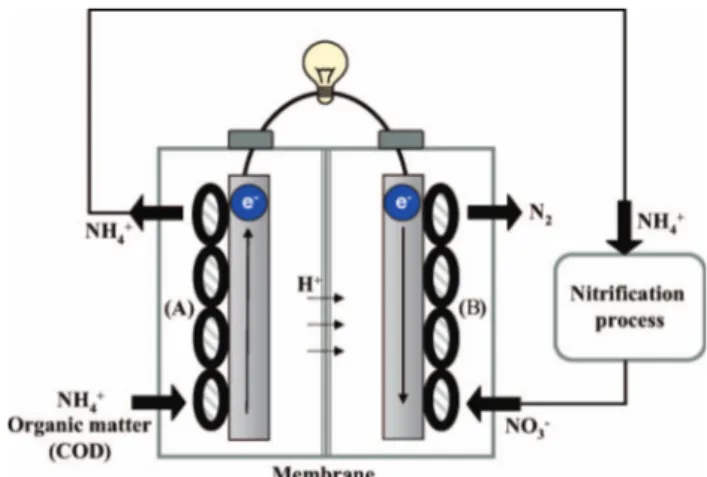 Figure 8. ‘Nitrogen loop system’ for the combined removal of carbon and nitrogen (Virdis et al