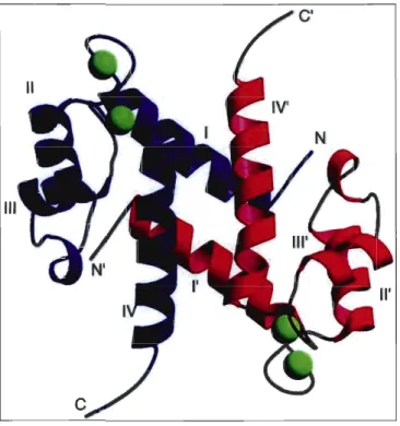 Figure 3 : La structure globale des protéines S100 