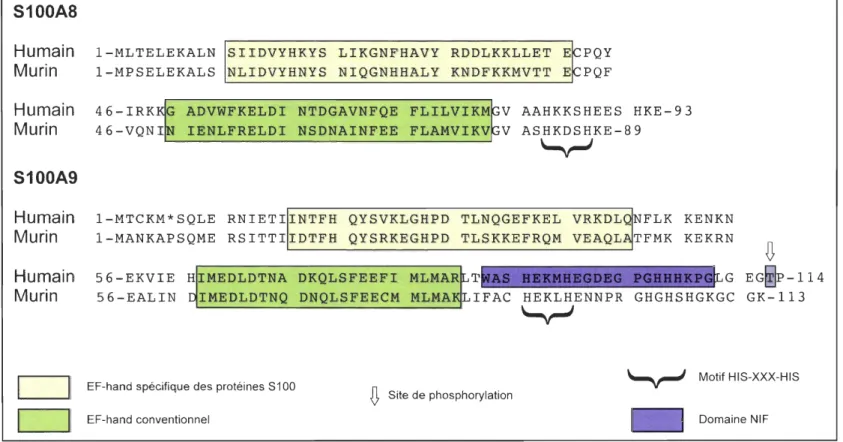 Figure 4 : Les motifs et les  homologies de séquences des protéines  SlOOA8  et  SlOOA9  humaines et murines  Références:  [150,  177,  178,  184,  186] 