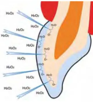 Figure 3 : schéma de l’action des radicaux libres sur la dent avec le gel Opalescence â  (notice  Opalescence â ) 
