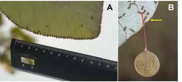 Figure 2. lllustr•tion of the techniques used.  W  To evaluate the number  of Azteca andreae  workers per centimeter  of  leaf margin, we took  pictures  of  the workers ambushing from beneath the  Cecropia obtusa  leaves wh ile cautiously placing a ruler 