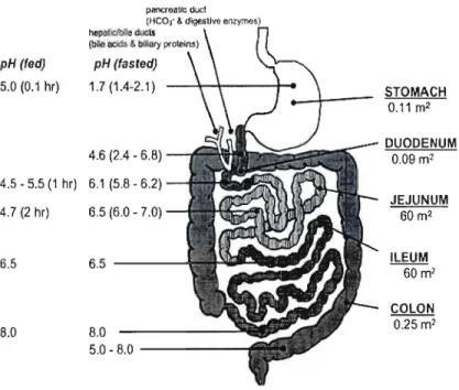 Figure  1:  Caractéristiques physiques et chimiques de  la  paroi  gastro-intestinale  (Avdeef,  2003)