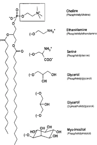 Figure 2 : Structure des principaux phospholipides membranaires.  Les chaînes  hydrocarbonnées peuvent être  saturées ou  non (Vance  &amp;  Vance,  2002)