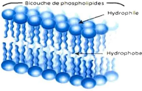 Figure 8 : Phospholipides organisés en  bicouche.  Tiré et  modifié  de  http://www.bioteach.ubc.ca/Bio-industry/lnexJ