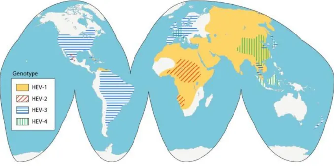 FIGURE N°10 : Distribution géographique des génotypes 1 à 4 du VHE (9) 