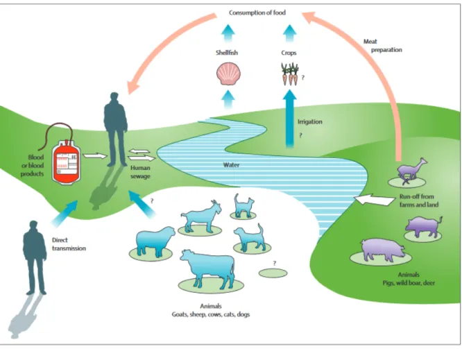 FIGURE N°17 : Les différents modes de transmission du virus de l’hépatite E (29) 