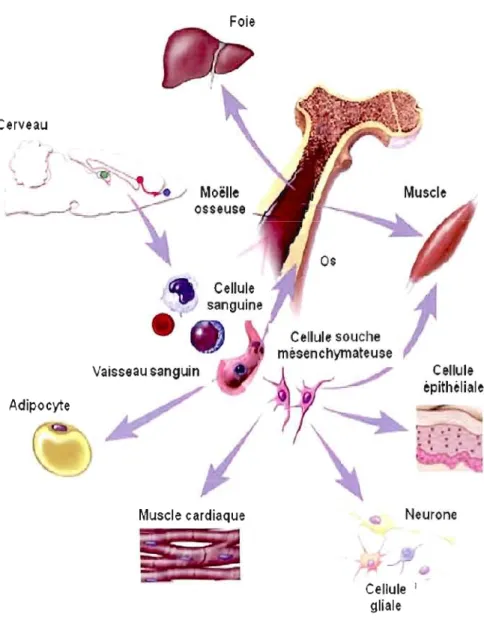 Figure  2:  Différenciation  des  cellules  souches  mésenchymateuses  Issues  de  la  moelle  osseuse