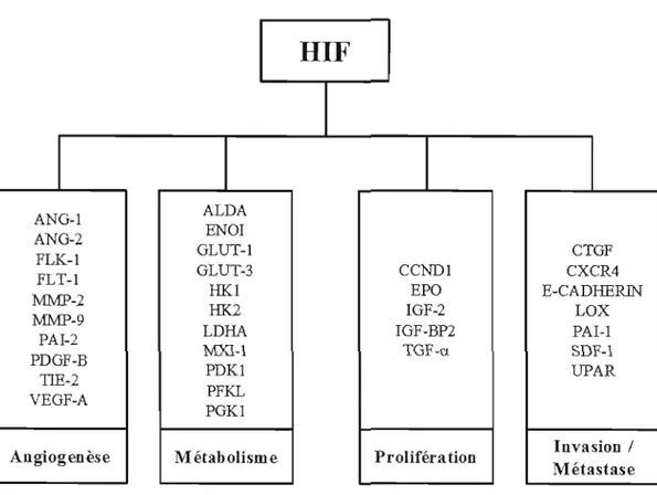 Figure  3:  Gènes  induits  par  HIF  Lors  de  La  lumorogenèse.  (ALDA,  aldolase  A;  ANG-I,  angiopoietin  1;  ANG-2,  angiopoietin  2;  CCND  J,  cyclin  DI; CTGF,  connective  tissue  growth  factor;  CXCR4,  C-X-C  chemokine  receptor  type  4;  E-c