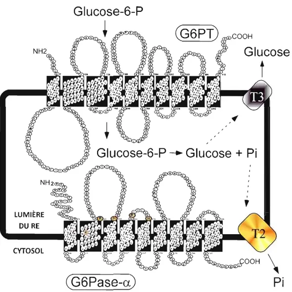 Figure  7 :  Structure  moléculaire  de  G6PT ainsi  que  de  G6Pase-a du  système  G6Pase
