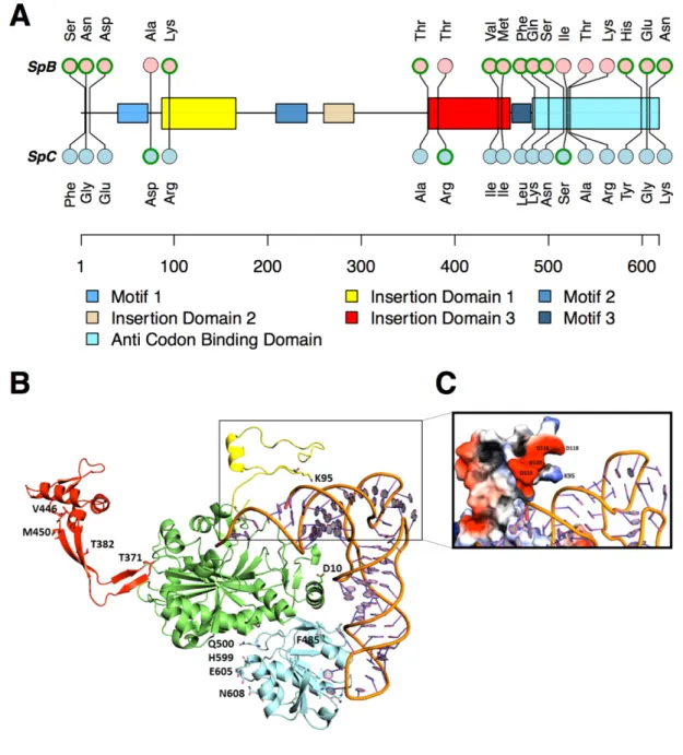 Figure 1.8. 2: Domains and protein structure of Grs2p. 