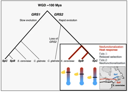 Figure 1.8. 4: Evolution of the paralogs GRS1 and GRS2 in S. paradoxus.  