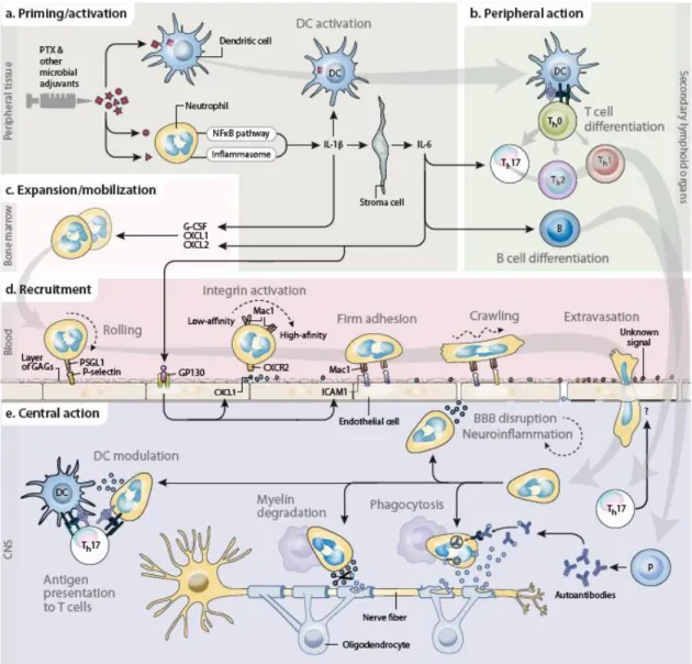 Fig. 1.2  Recruitment and functions of neutrophils in EAE: a working model. a, Neutrophils  sense PTX — and the other bacterial adjuvants used for immunization — through pattern-recognition  receptors