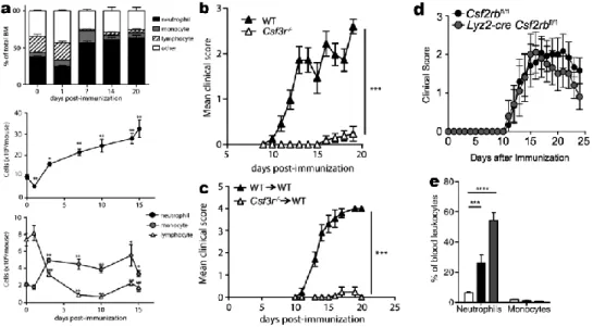 Fig. 1.3 The effects of G-CSF in EAE—literature review. a, The bone marrow produces neutrophils  in EAE; b, c, EAE is absent in Csf3r mice or Csf3r-to-wild-type bone marrow chimeras; d, EAE does  not depend on the GM-CSF receptor, since EAE develops normal