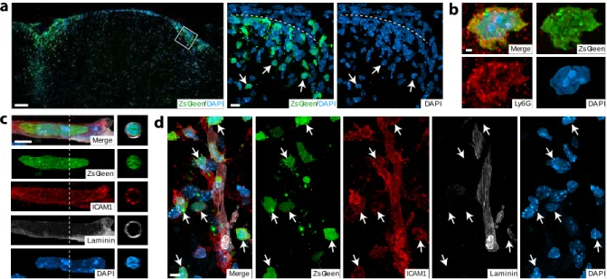Fig. 2.S2 (next page)  Validation of the system for fluorescent neutrophil tracking. a, No  ZsGreen expression is seen in the parent Ai6 line