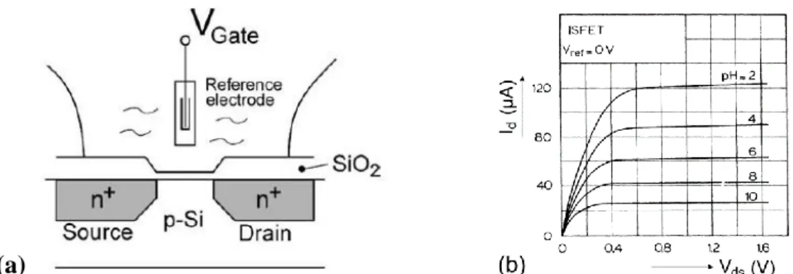 figure 16 – Représentation schématique d’un ISFET sur silicium (a) et sa courbe de fonctionnement en  fonction du pH de la solution (b)