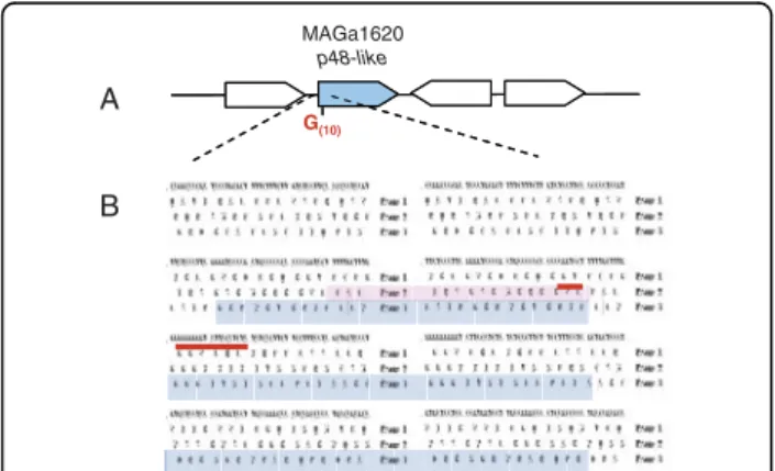 Figure 6 Analysis of the p48-like sequence of M. agalactiae 5632 suggests a mechanism for phase variation