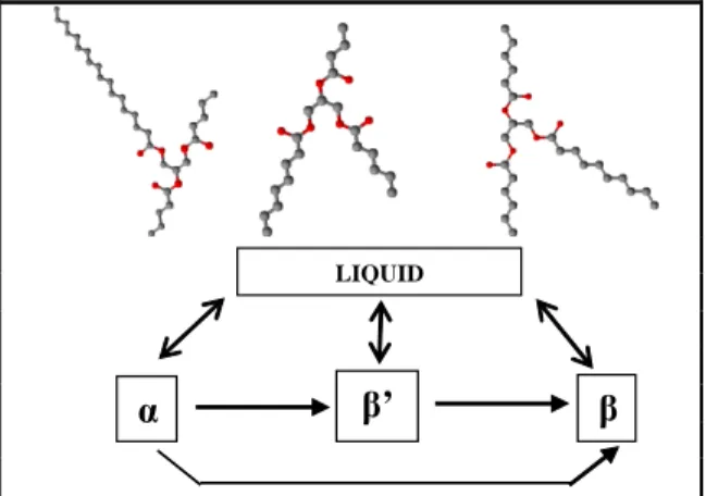 Figure 1: Triacylglycerol structures and state transitions. 