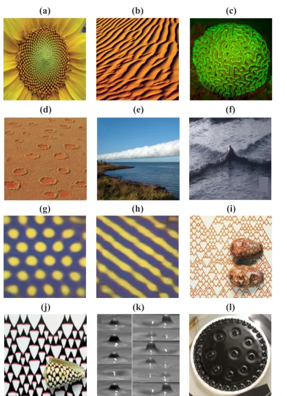 Figure 1.1  Structures observées dans la nature issues de la morphogenèse (a) : une eur de tournesol [18] ; (b) : des dunes de sable [18] ; (c) : corail  cerveau  [19] ; (d) :  cercles de fées , photo prise en Namibie en 2010 [20] ; (e) :  morning g