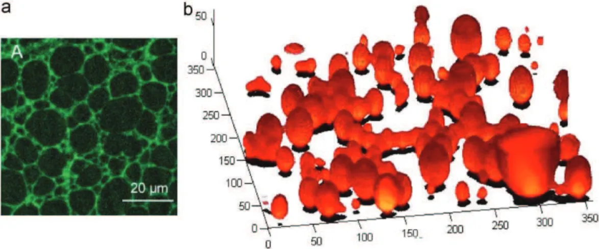 Fig. 19. Example of an oil-in-water emulsion imaged by ESEM (Stokes et al., 1998;