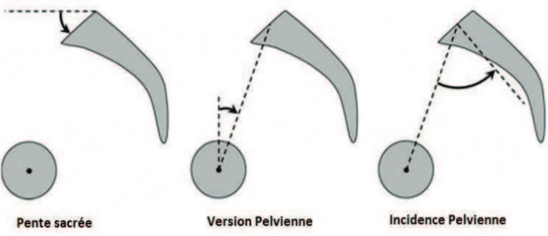Figure 2 : Paramètres pelviens de l’alignement sagittal 16