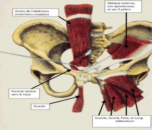 Figure 8 : muscles s’insérant sur la symphyse pubienne 62