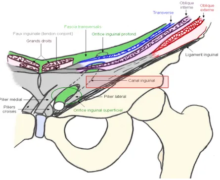 Figure 9 : Le canal inguinal 63