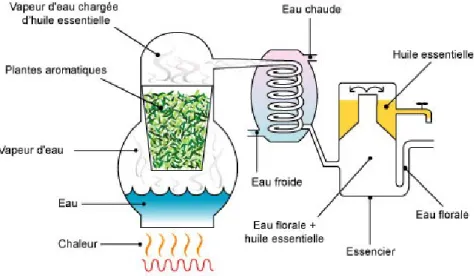 Figure 2 : Distillation par entrainement à la vapeur d’eau 