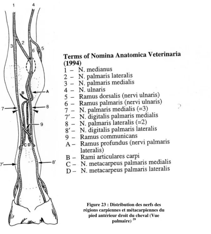 Figure 23 : Distribution des nerfs des  régions carpiennes et métacarpiennes du 